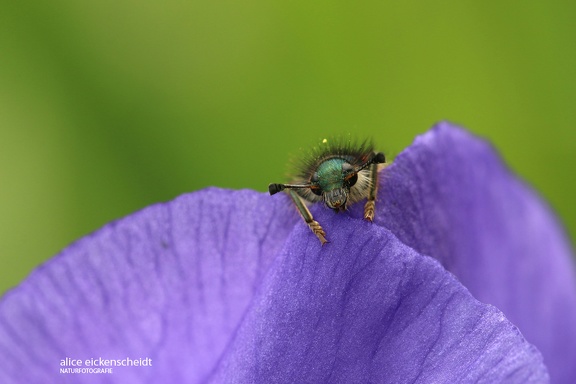 Zottiger Bienenkäfer (Trichodes alvearius)